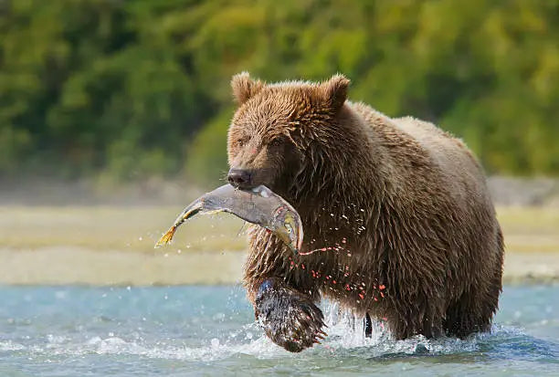 Paddle Boarding Safety in Bear Country: Expert Strategies and the Bear Necessities